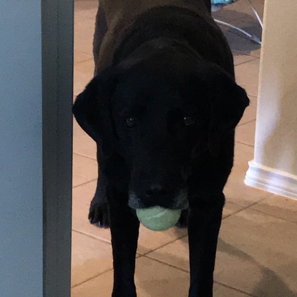 Meet your Posher, Alex - Picture 1 of 1